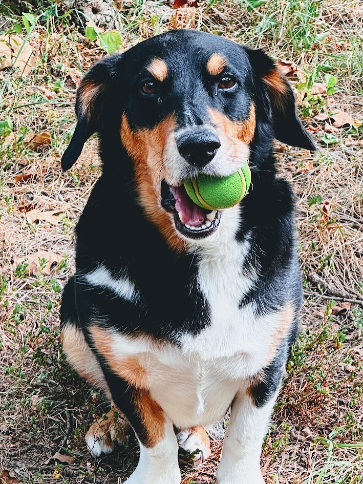 Ziggy Dog
